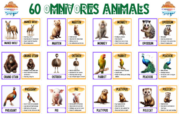 FLASHCARDS: OMNIVORE ANIMALS